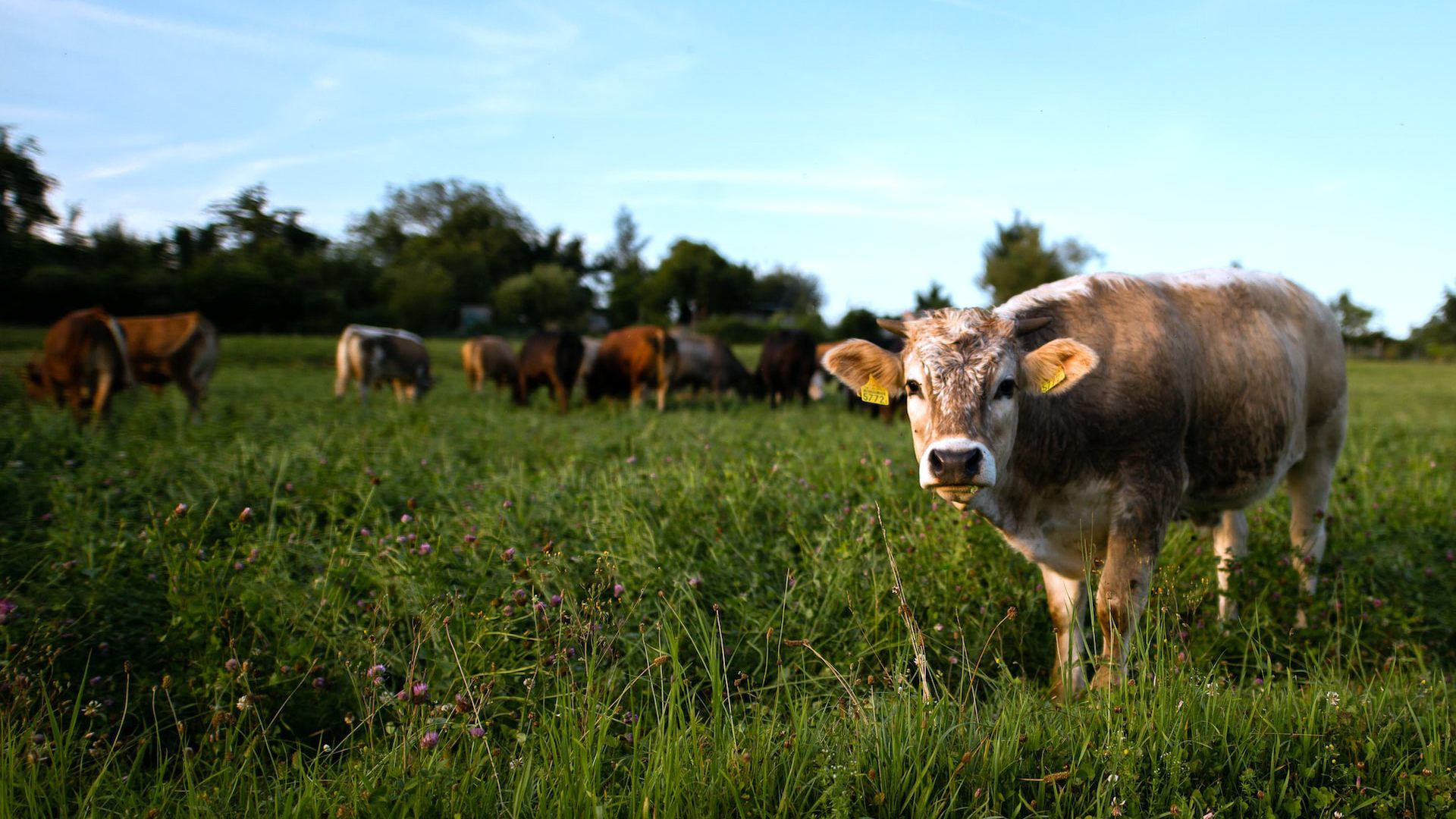 Feed and farm supplies available at Shade Tree